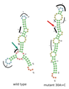 "Silent mutations" impacting cancer cells